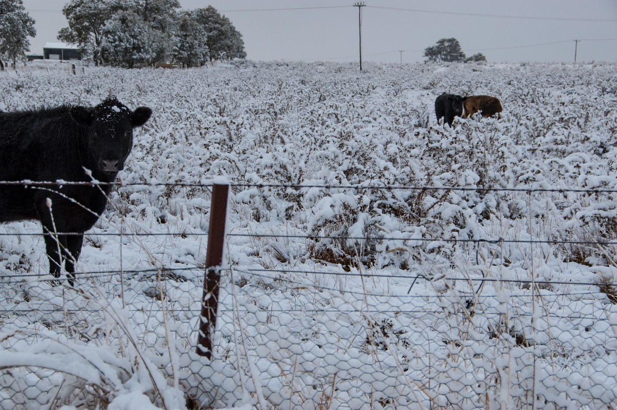 snow snow_pictures : Guyra, NSW   18 May 2008