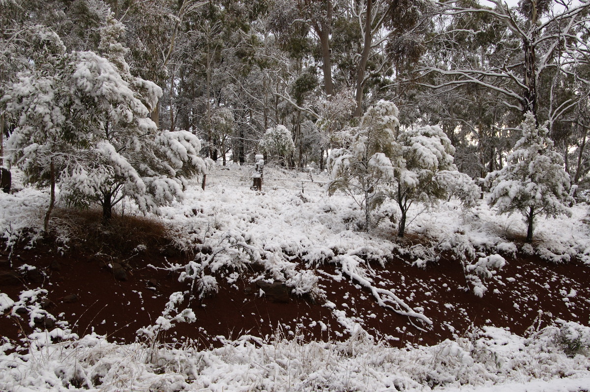 snow snow_pictures : Guyra, NSW   18 May 2008