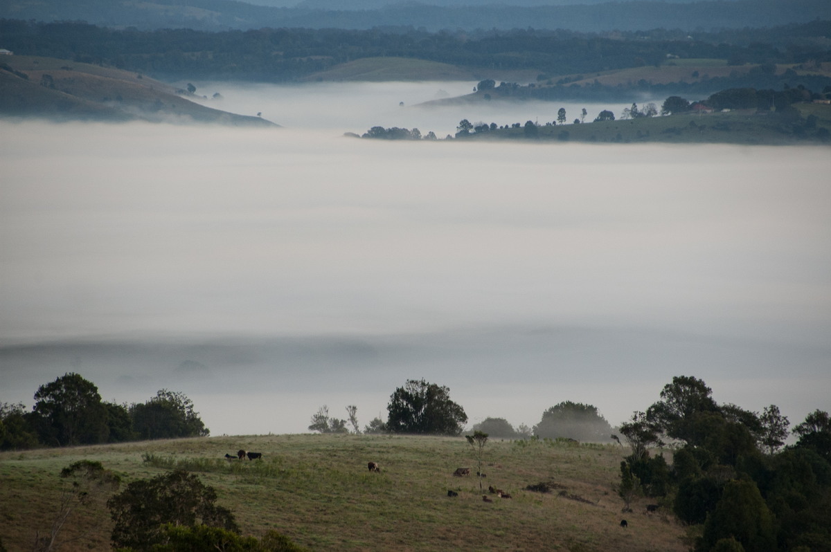 favourites michael_bath : McLeans Ridges, NSW   26 June 2008