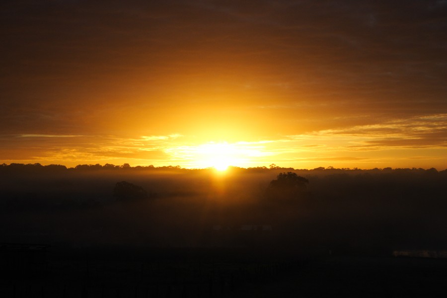 fogmist fog_mist_frost : Schofields, NSW   6 July 2008