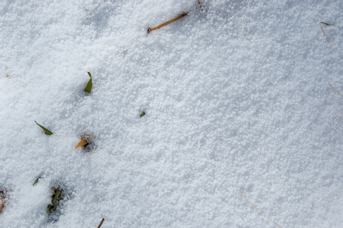 snow snow_pictures : Ben Lomond, NSW   28 July 2008