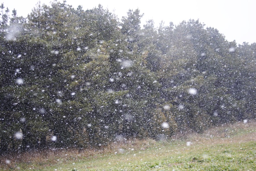 snow snow_pictures : Oberon, NSW   10 August 2008