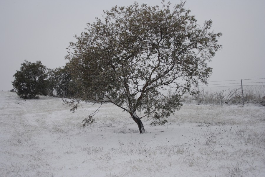 snow snow_pictures : Oberon, NSW   10 August 2008