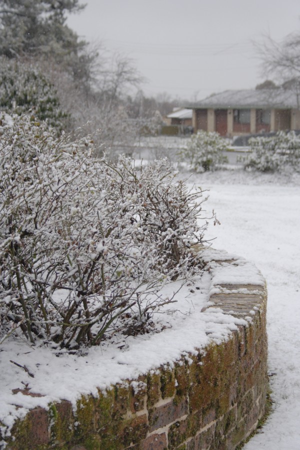 snow snow_pictures : Oberon, NSW   10 August 2008