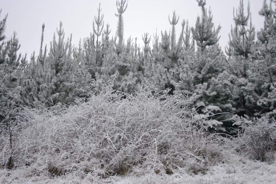 snow snow_pictures : S of Oberon, NSW   10 August 2008