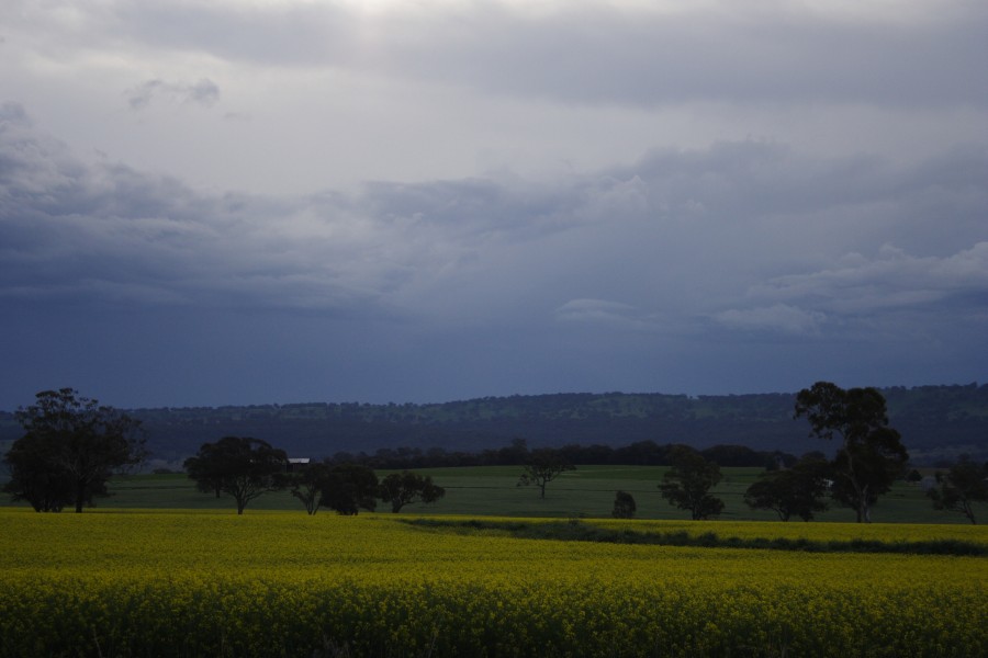 cumulonimbus thunderstorm_base : Coolah, NSW   10 October 2008