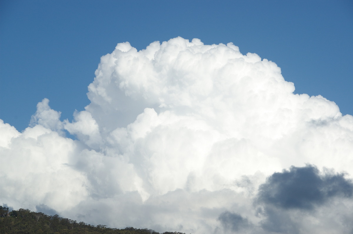 cumulus congestus : near Canungra, QLD   25 October 2008