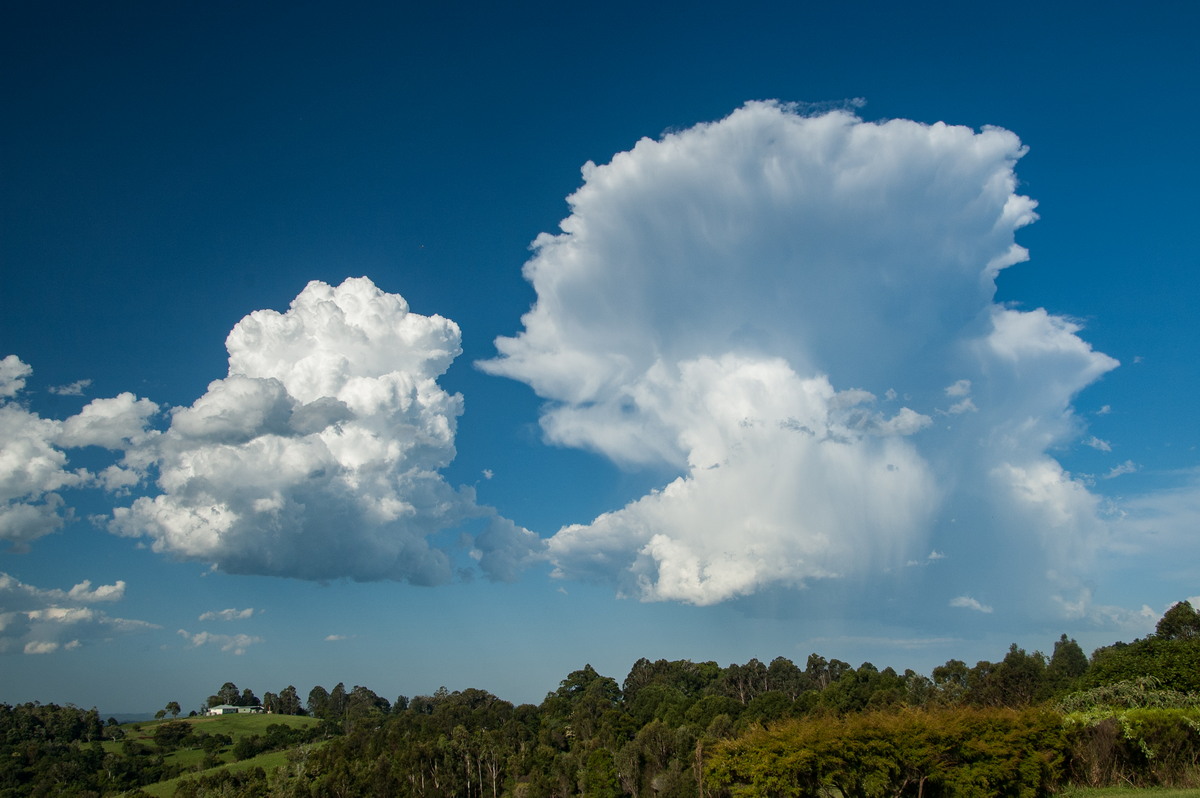 favourites michael_bath : McLeans Ridges, NSW   19 December 2008