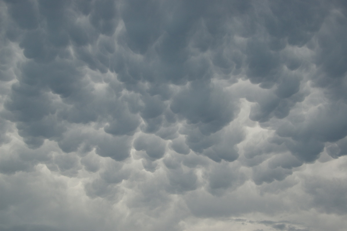 mammatus mammatus_cloud : Ballina, NSW   29 December 2008