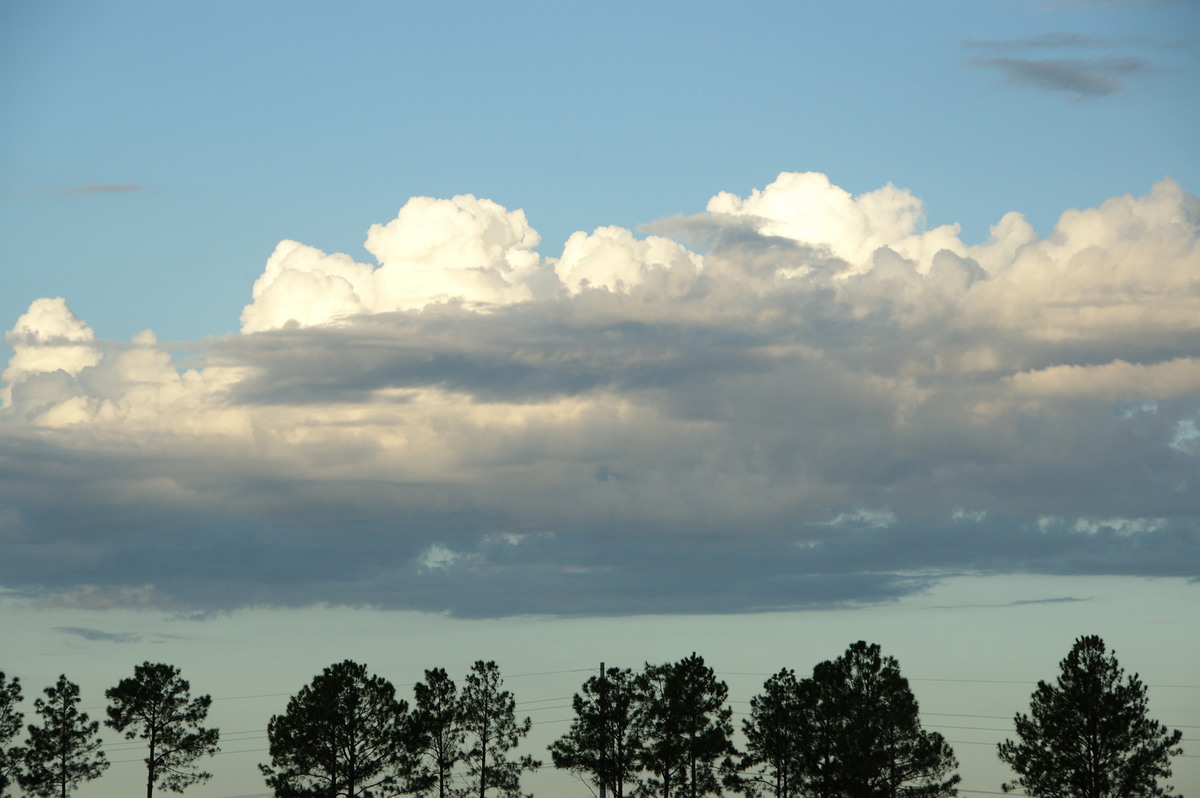 cumulus mediocris : Junction Hill, NSW   15 March 2009