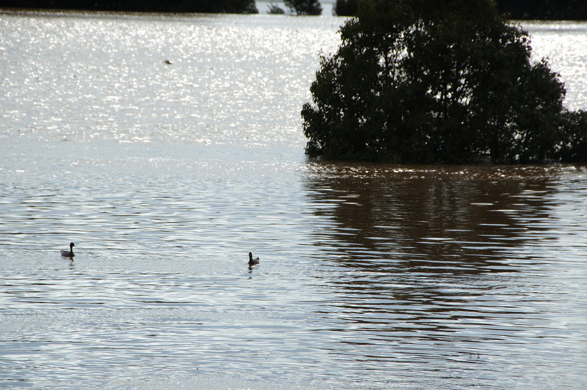 flashflooding flood_pictures : McLeans Ridges, NSW   22 May 2009