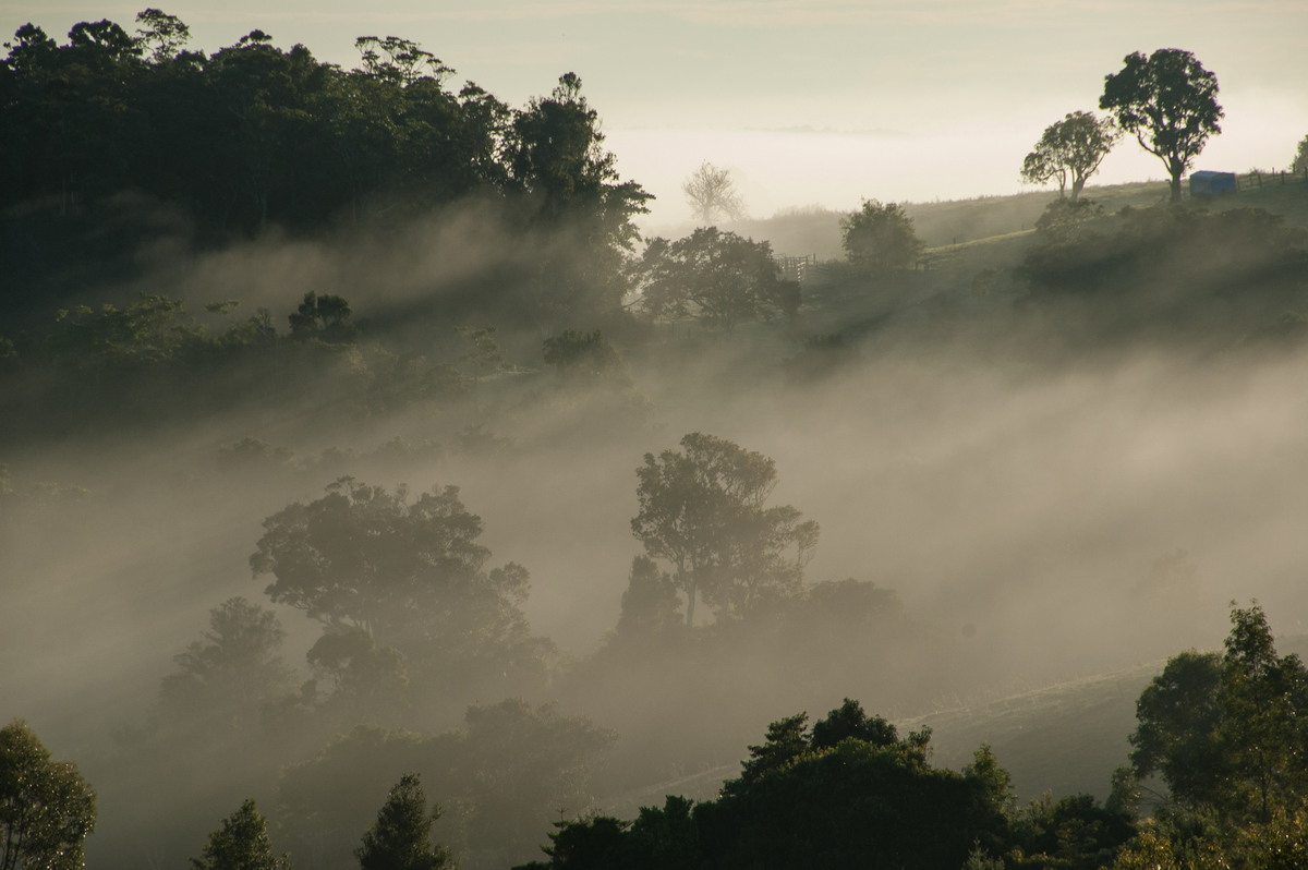 fogmist fog_mist_frost : McLeans Ridges, NSW   28 May 2009