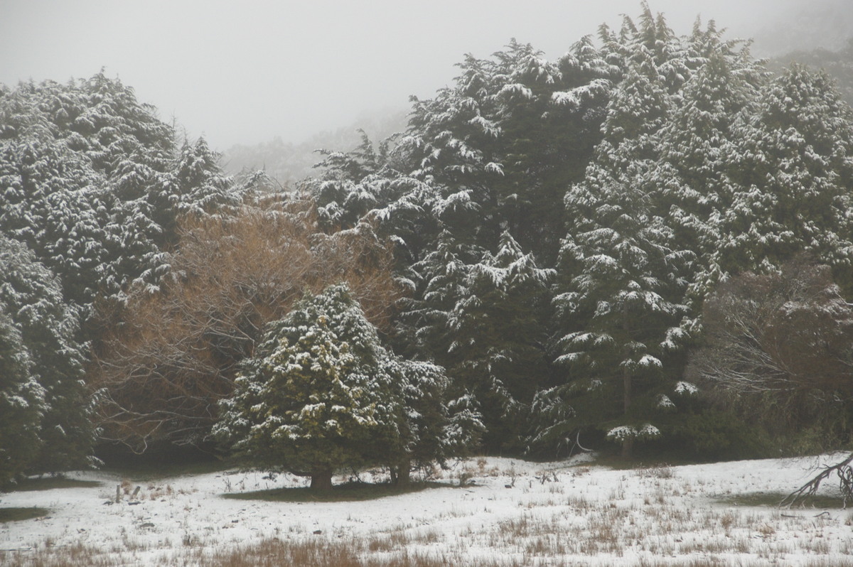 snow snow_pictures : Ben Lomond, NSW   16 July 2009