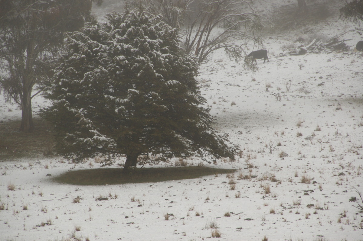 snow snow_pictures : Ben Lomond, NSW   16 July 2009