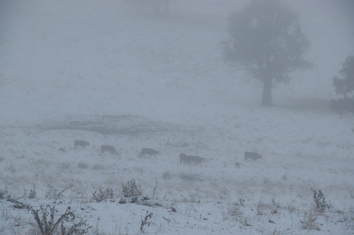 precipitation precipitation_rain : Ben Lomond, NSW   16 July 2009