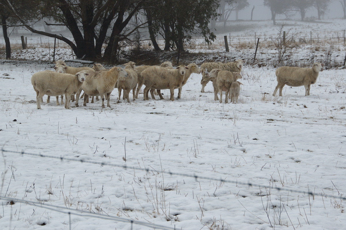 snow snow_pictures : Ben Lomond, NSW   16 July 2009