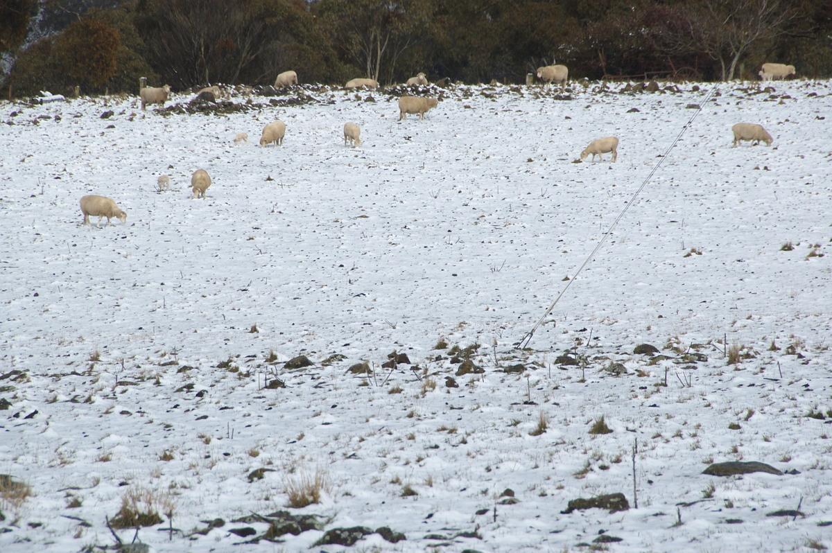 snow snow_pictures : Maybole, NSW   16 July 2009