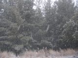 snow_pictures