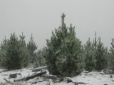 snow_pictures