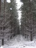 snow_pictures