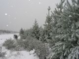 snow_pictures