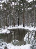 snow_pictures