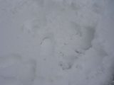 snow_pictures