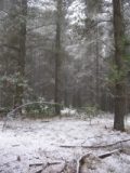snow_pictures
