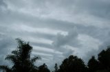 undulatus