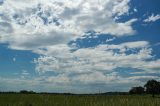 castellanus