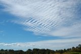 undulatus