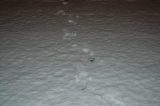 snow_pictures