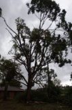 storm_damage