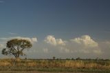 cumulonimbus_calvus