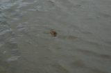 flood_pictures