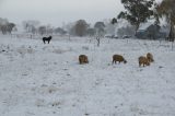 Australian Severe Weather Picture