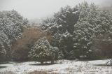 snow_pictures