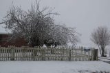 snow_pictures