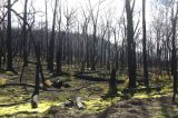 wild_fire